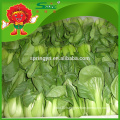 pakchoi cabbage frozen cabbage Fresh vegetable high grade products on sale